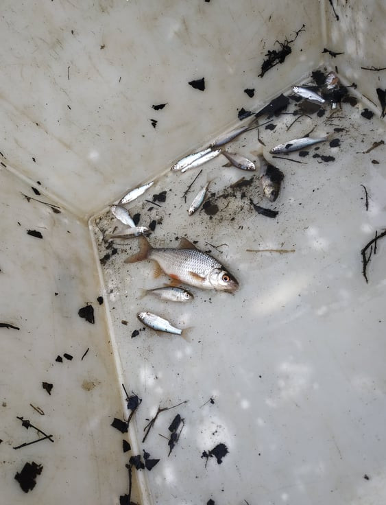 Výlov Podhradského rybníka