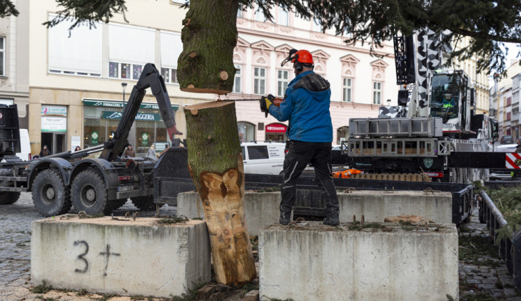 Zase za rok. Vánoční strom už v centru Olomouce nestojí, kmen zpracují řezbáři