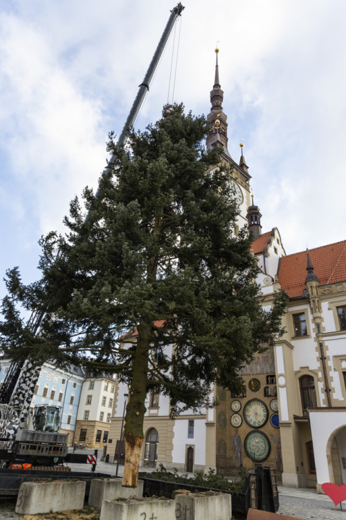 Zase za rok. Vánoční strom už v centru Olomouce nestojí, kmen zpracují řezbáři