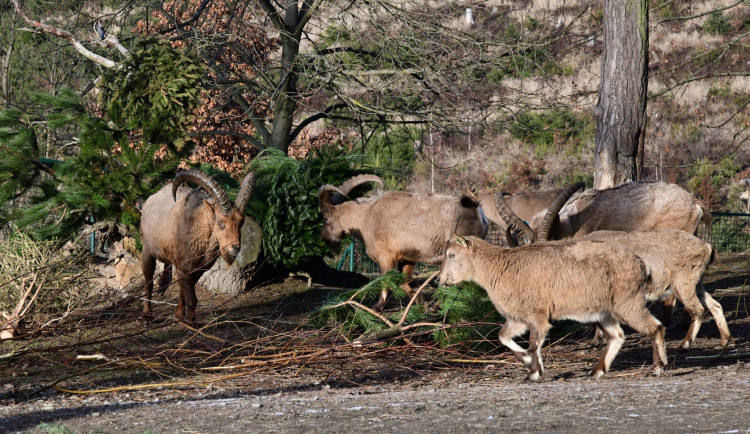 Kozorožcům, kozám, sikám i muflonům vánoční stromky chutnají