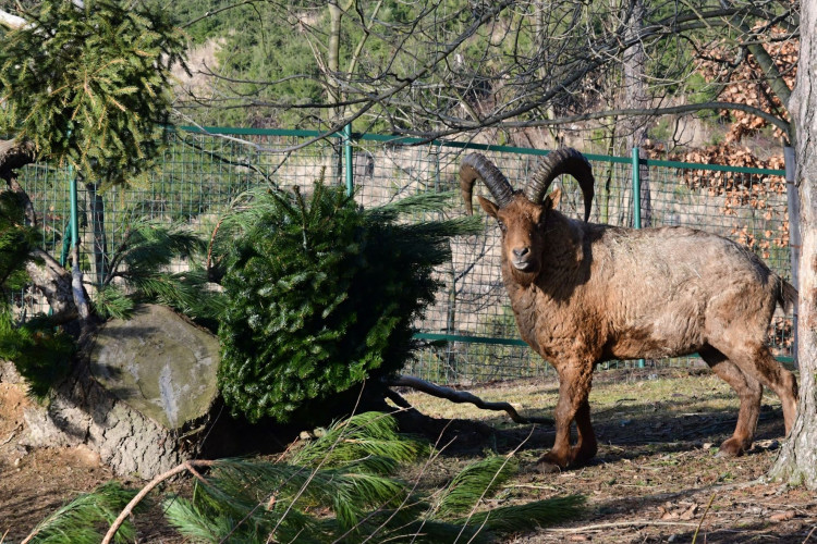 Kozorožci, kozy, siky a mufloni si pochutnávají na stromcích