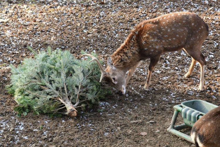 Kozorožci, kozy, siky a mufloni si pochutnávají na stromcích