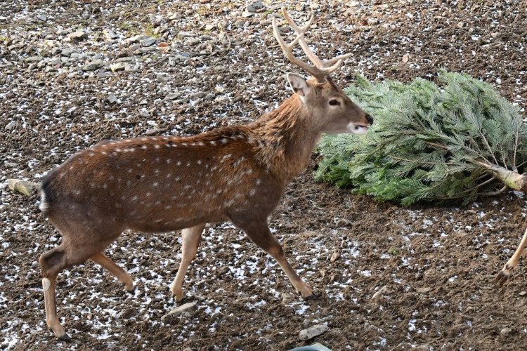 Kozorožci, kozy, siky a mufloni si pochutnávají na stromcích