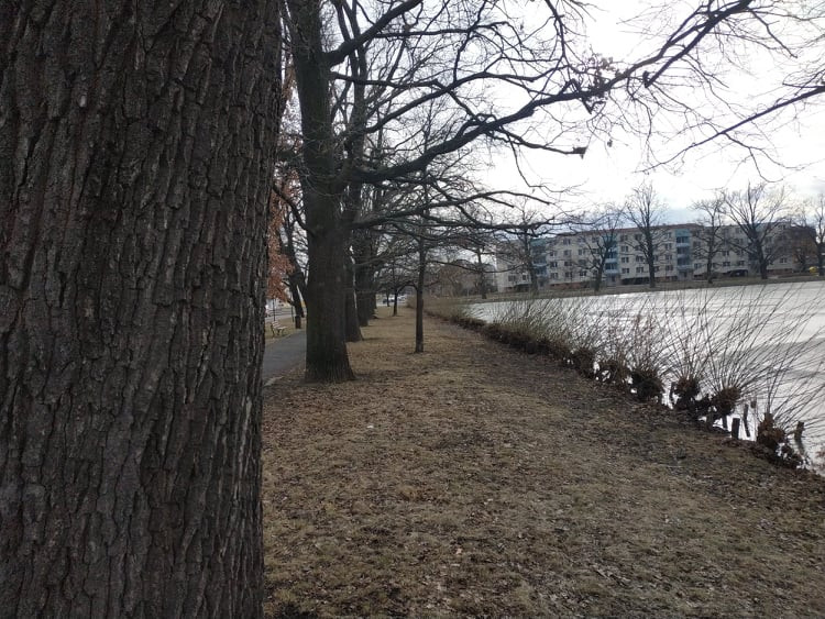 Stoletá dubová alej u rybníka v Drozdovicích