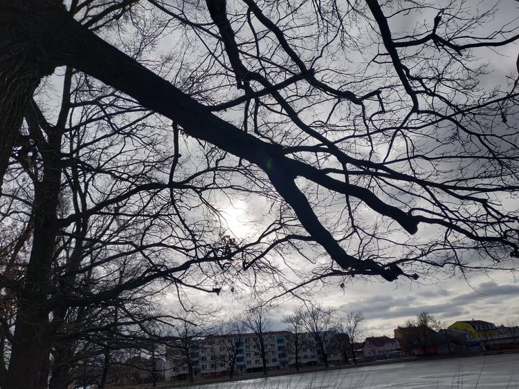 Stoletá dubová alej u rybníka v Drozdovicích