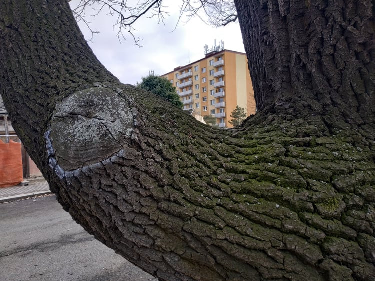 Stoletá dubová alej u rybníka v Drozdovicích
