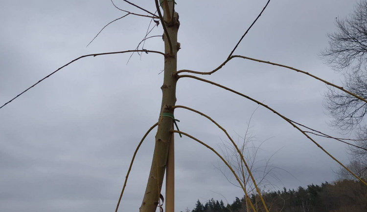 FOTOGALERIE: Nové vrby na Plumlovské přehradě