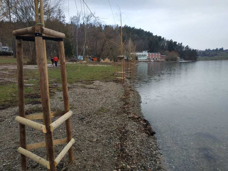 FOTOGALERIE: Nové vrby na Plumlovské přehradě