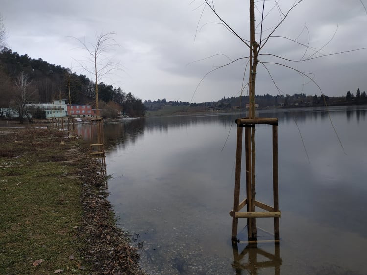 FOTOGALERIE: Nové vrby na Plumlovské přehradě