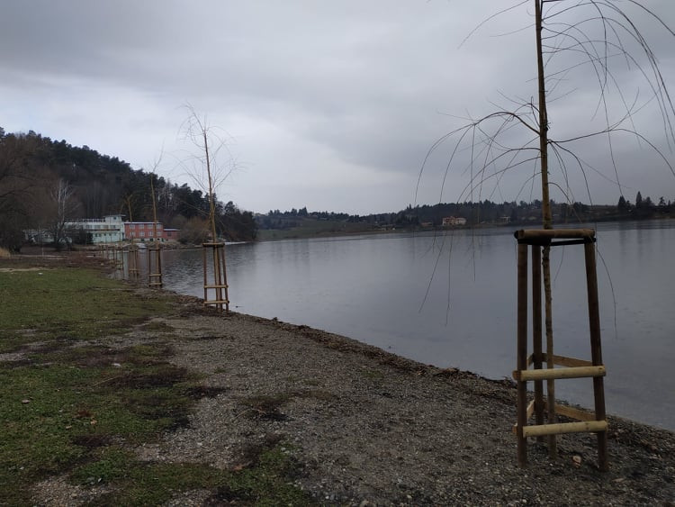 FOTOGALERIE: Nové vrby na Plumlovské přehradě