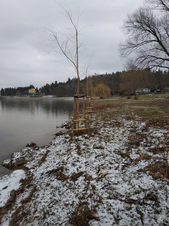 FOTOGALERIE: Nové vrby na Plumlovské přehradě