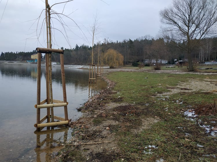 FOTOGALERIE: Nové vrby na Plumlovské přehradě