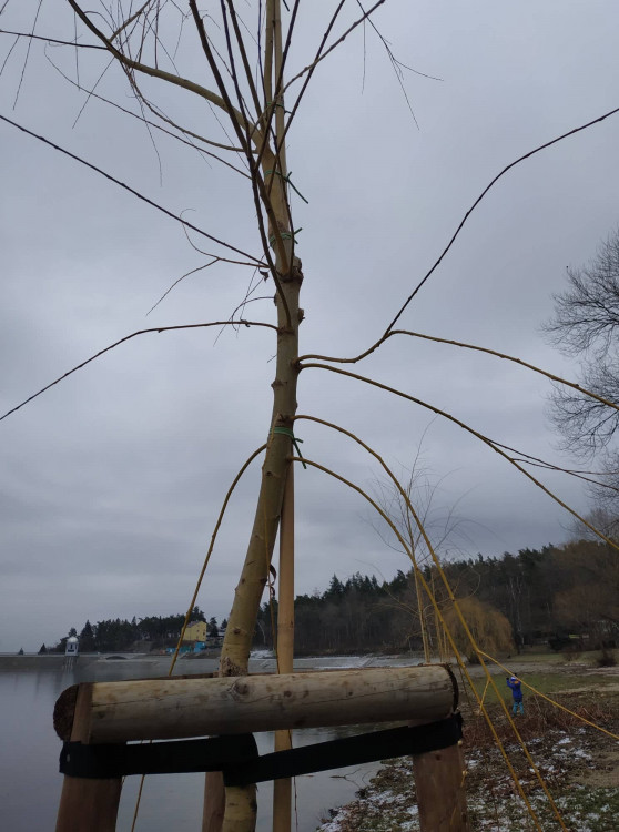 FOTOGALERIE: Nové vrby na Plumlovské přehradě