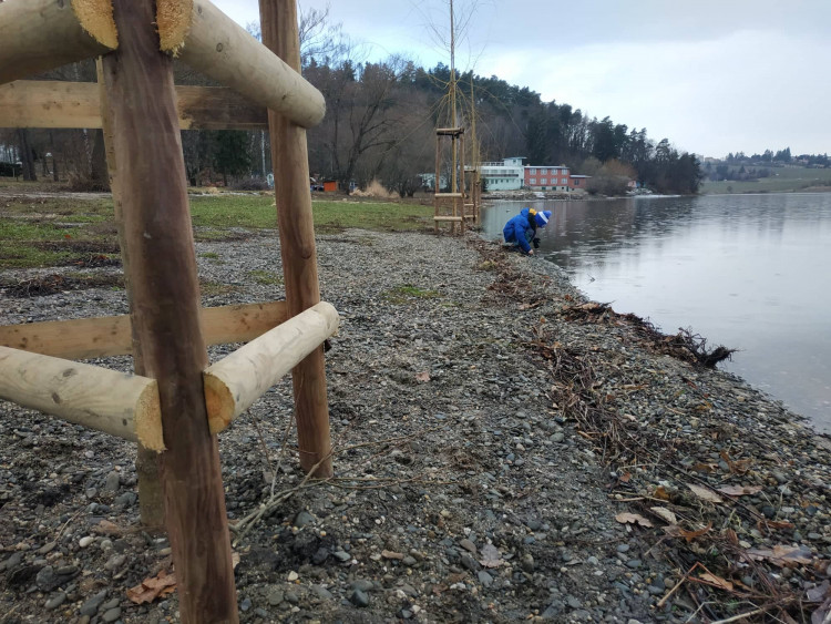 FOTOGALERIE: Nové vrby na Plumlovské přehradě