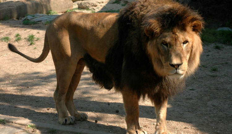 FOTOGALERIE: Šimon se do olomoucké zoo vrátí, čeká ho preparace