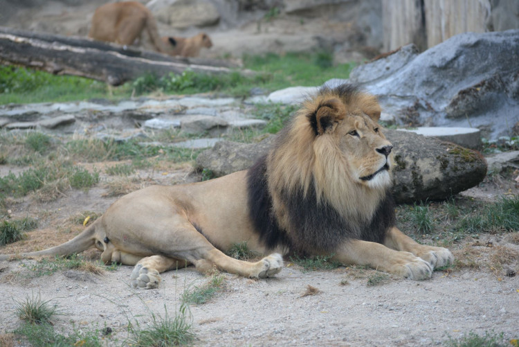 FOTOGALERIE: Šimon se do olomoucké zoo vrátí, čeká ho preparace