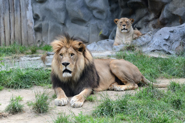 FOTOGALERIE: Šimon se do olomoucké zoo vrátí, čeká ho preparace