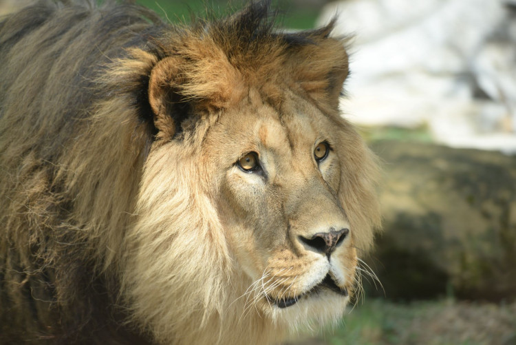 FOTOGALERIE: Šimon se do olomoucké zoo vrátí, čeká ho preparace