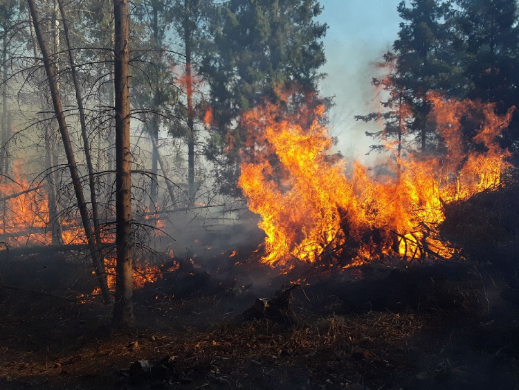 FOTOGALERIE: Lesní požár u Jívové
