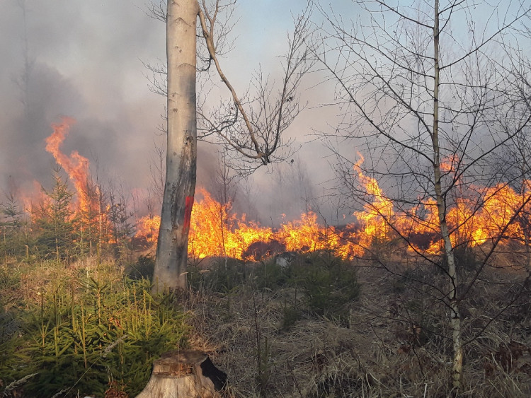 FOTOGALERIE: Lesní požár u Jívové