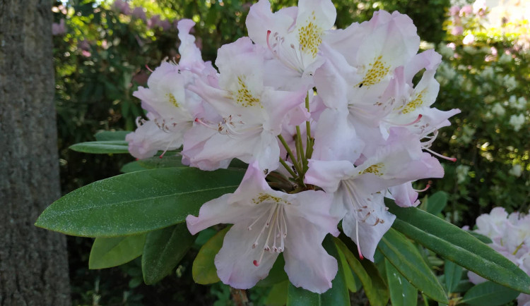 FOTOGALERIE: Botanická zahrada Petra Albrechta v Prostějově