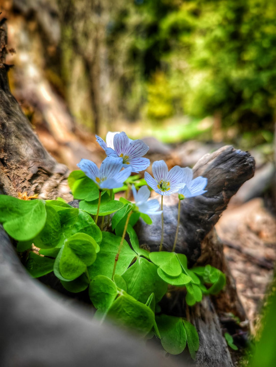 FOTOGALERIE: Malý Rabštýn