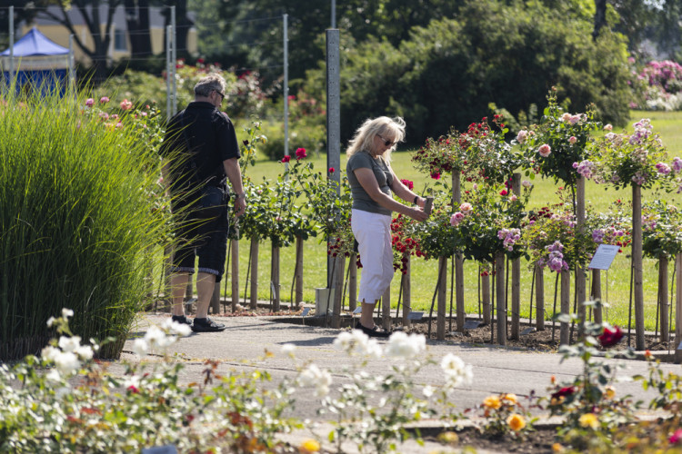 Tisíce květů, přednášky a muzika. Olomoucké rozárium slaví padesáté výročí