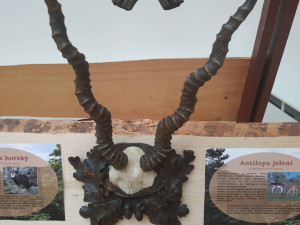 FOTOGALERIE: Parohatí a dutorozí v Prostějově
