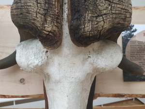FOTOGALERIE: Parohatí a dutorozí v Prostějově