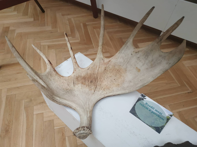 FOTOGALERIE: Parohatí a dutorozí v Prostějově