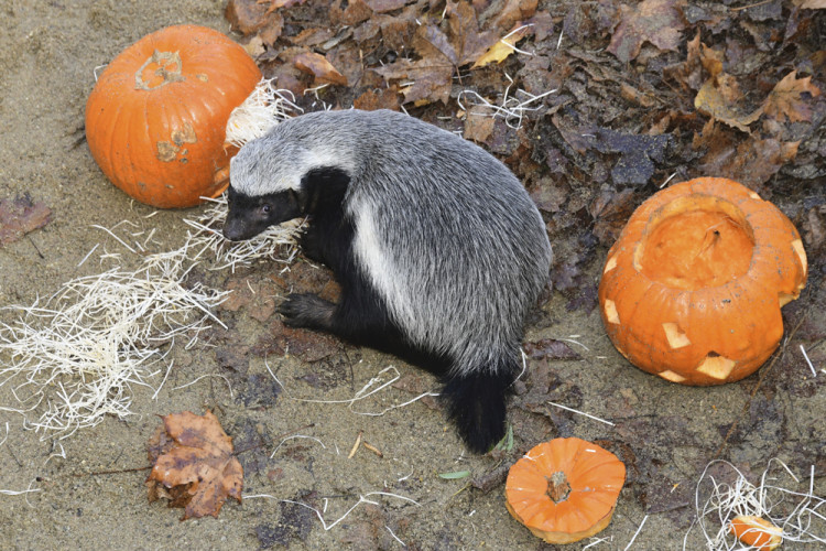 FOTOGALERIE: Strašidelnou Zoo si na Svatém Kopečku užily tisíce lidí