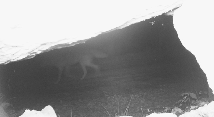 FOTOGALERIE: Velké šelmy a dravci v Jeseníkách