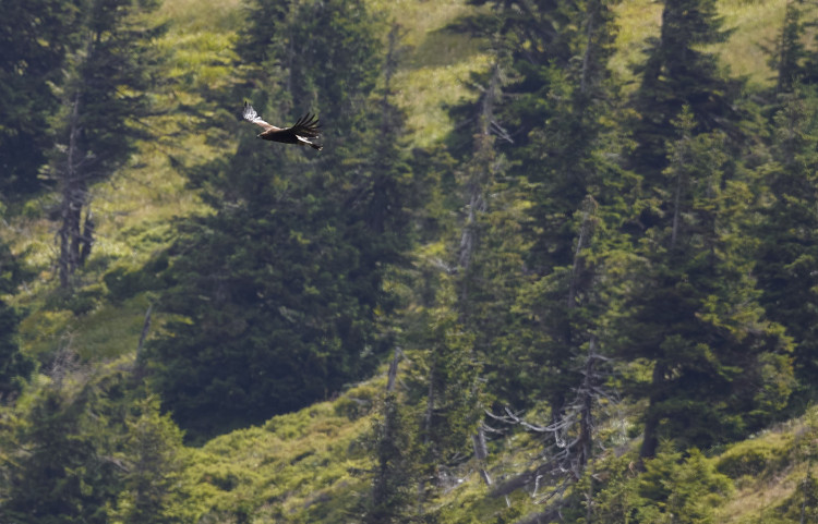 FOTOGALERIE: Velké šelmy a dravci v Jeseníkách