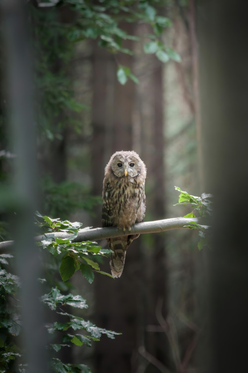 FOTOGALERIE: Velké šelmy a dravci v Jeseníkách