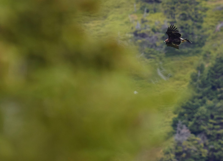 FOTOGALERIE: Velké šelmy a dravci v Jeseníkách